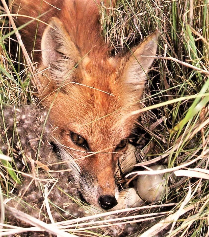 Red fox & duck nest.JPG